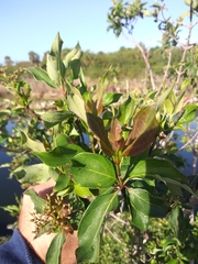 Cornus foemina image