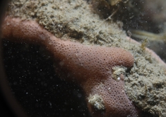 Lissoclinum perforatum