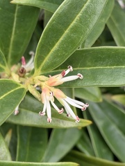Sarcococca hookeriana