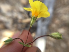Leptosiphon chrysanthus