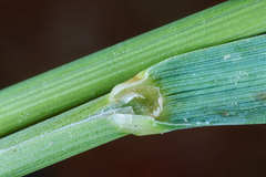 Chascolytrum subaristatum