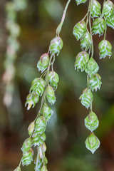 Chascolytrum subaristatum