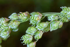 Chascolytrum subaristatum