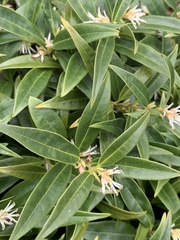 Sarcococca hookeriana