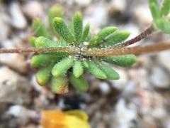 Leptosiphon chrysanthus