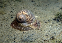 Naticarius stercusmuscarum