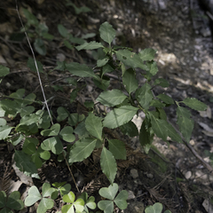 Euonymus occidentalis occidentalis