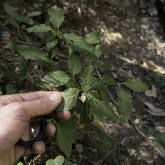 Euonymus occidentalis occidentalis