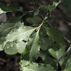 Euonymus occidentalis occidentalis
