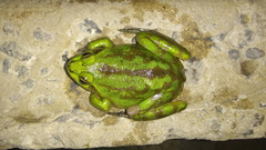 Pseudis platensis