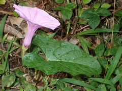 Ipomoea setifera