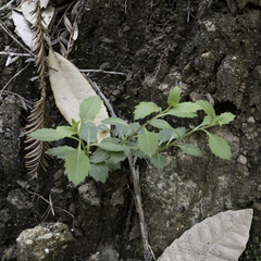 Campanula prenanthoides