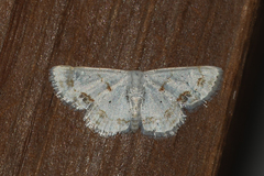 Scopula lautaria