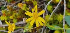 Senecio glaucophyllus