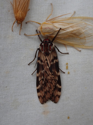 Praemastus minerva