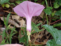 Ipomoea setifera