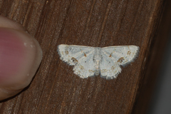 Scopula lautaria