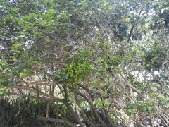 Dendropemon caribaeus