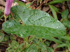 Ipomoea setifera