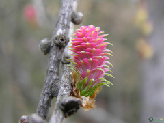 Larix decidua