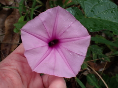 Ipomoea setifera