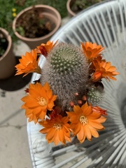 Rebutia