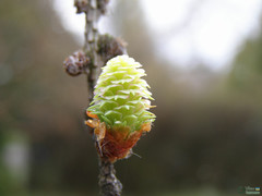 Larix decidua