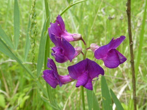 Image of Lathyrus quinquenervius by (c) Andreas Taeger, some rights reserved (CC BY)
