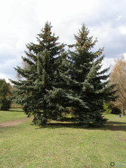 Picea pungens