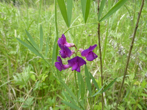 Image of Lathyrus quinquenervius by (c) Andreas Taeger, some rights reserved (CC BY)