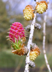 Larix decidua