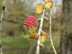 Larix decidua