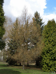 Larix