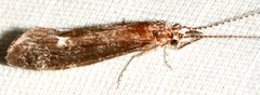 Ceraclea cancellata