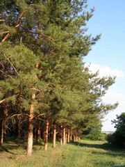 Pinus sylvestris