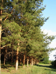 Pinus sylvestris