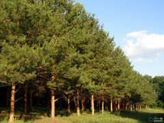 Pinus sylvestris