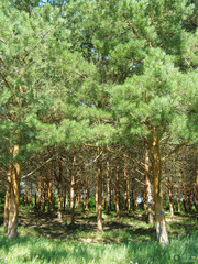 Pinus sylvestris