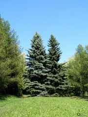 Picea pungens