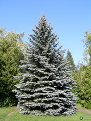 Picea pungens