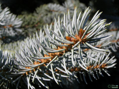 Picea pungens