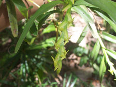 Epidendrum cardiophorum