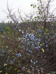 Prunus spinosa