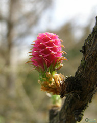 Larix decidua