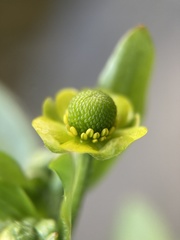 Ranunculus sceleratus