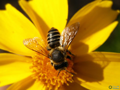 Megachile