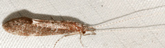Ceraclea cancellata