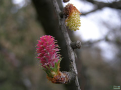 Larix decidua