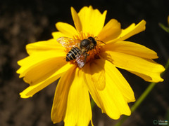 Megachile