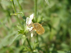 Bombyliidae